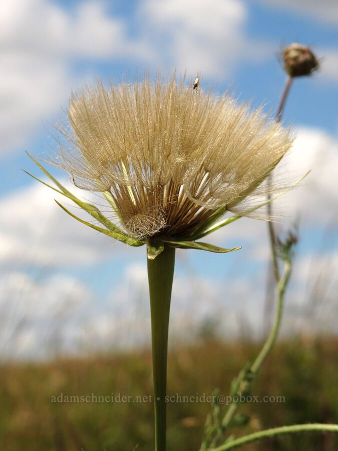 yellow salsify seed-heads (Tragopogon dubius) [Baskett Slough NWR, Polk County, Oregon]