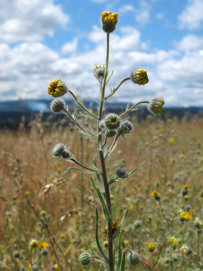 common madia (?) (Madia elegans) [Baskett Slough NWR, Polk County, Oregon]