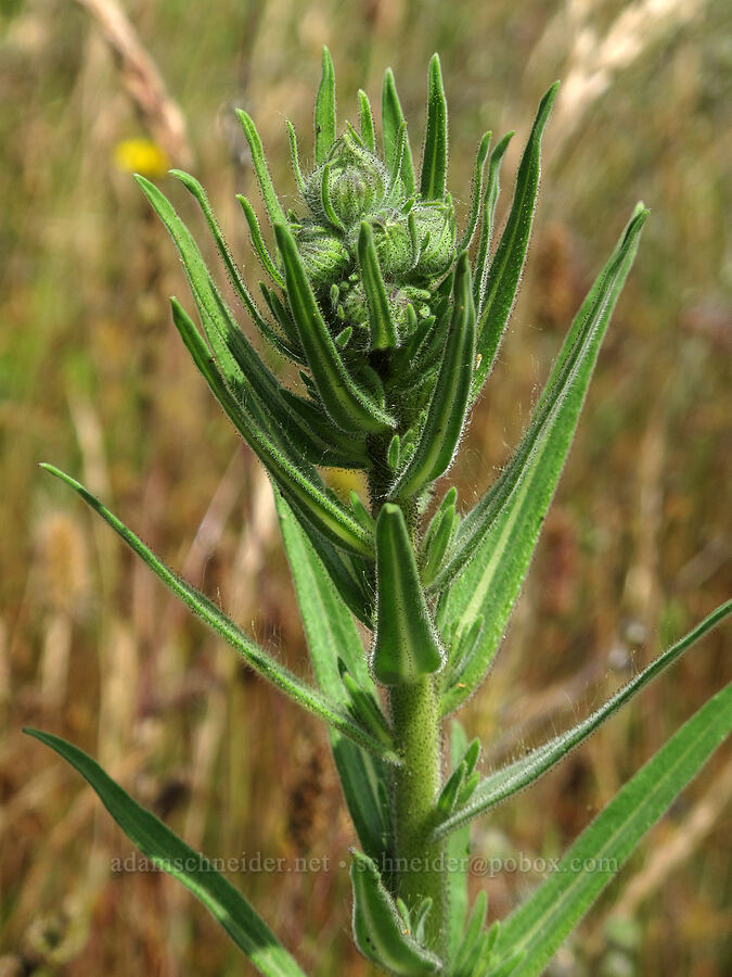 coast tarweed (Madia sativa) [Baskett Slough NWR, Polk County, Oregon]
