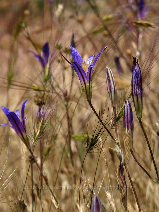 harvest brodiaea (Brodiaea coronaria) [Baskett Slough NWR, Polk County, Oregon]