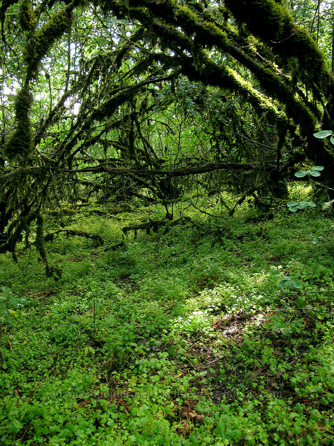 green [Baskett Slough NWR, Polk County, Oregon]