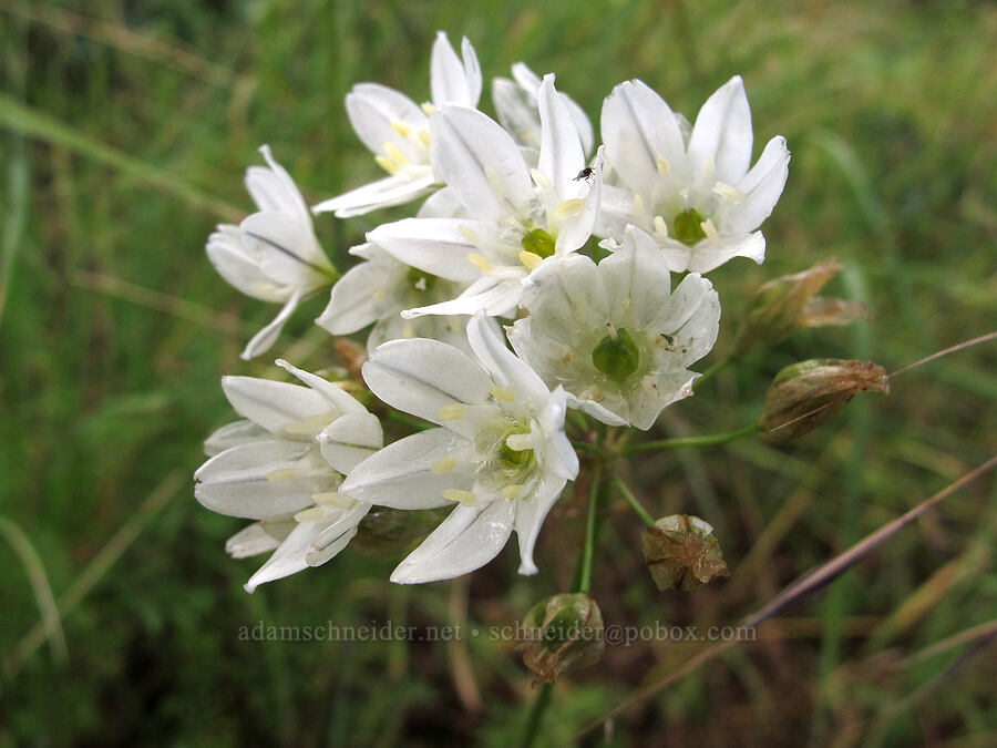 hyacinth brodiaea (Triteleia hyacinthina (Brodiaea hyacinthina)) [Baskett Slough NWR, Polk County, Oregon]