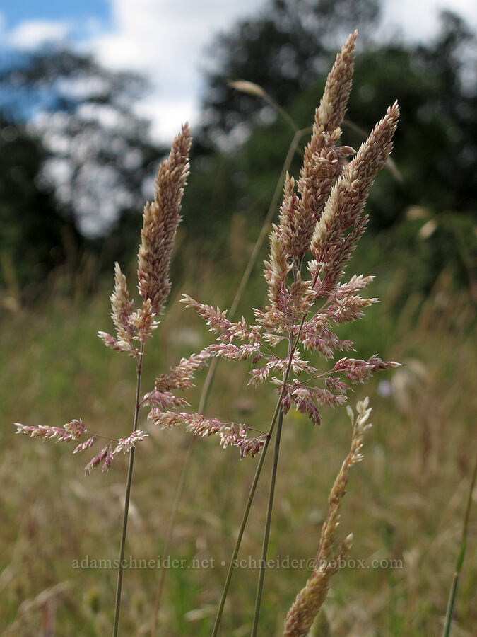 grass flowers [Baskett Slough NWR, Polk County, Oregon]