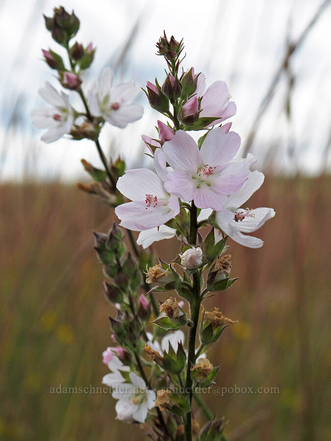 checker-mallow (Sidalcea sp.) [Baskett Slough NWR, Polk County, Oregon]