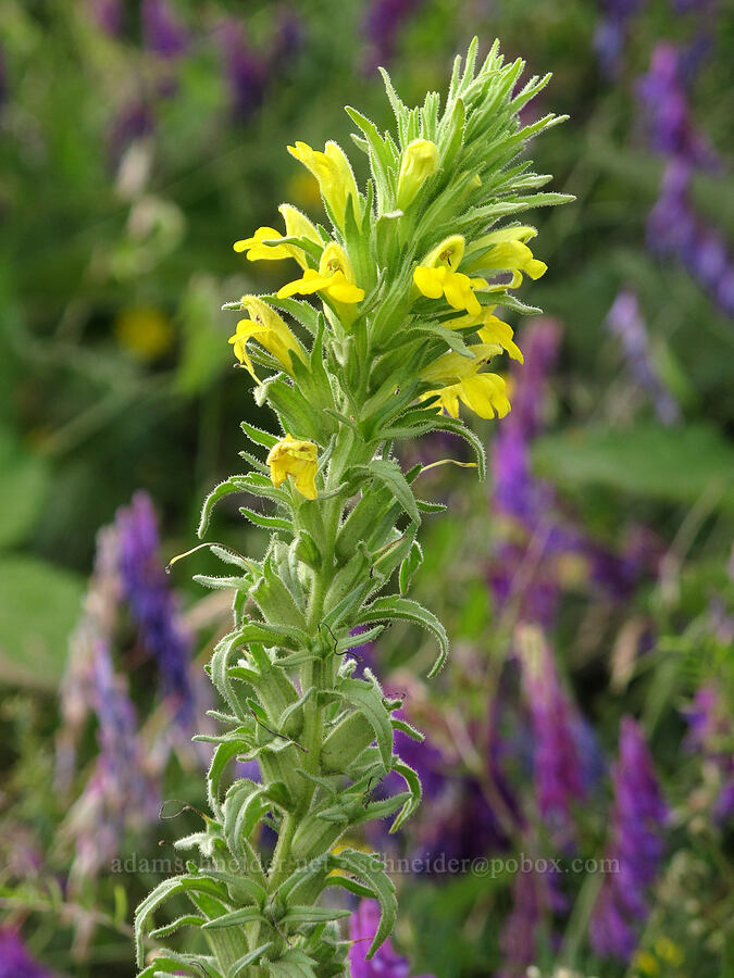 yellow glandweed (Parentucellia viscosa) [Baskett Slough NWR, Polk County, Oregon]