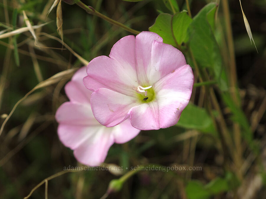 field bindweed (Convolvulus arvensis) [Baskett Slough NWR, Polk County, Oregon]