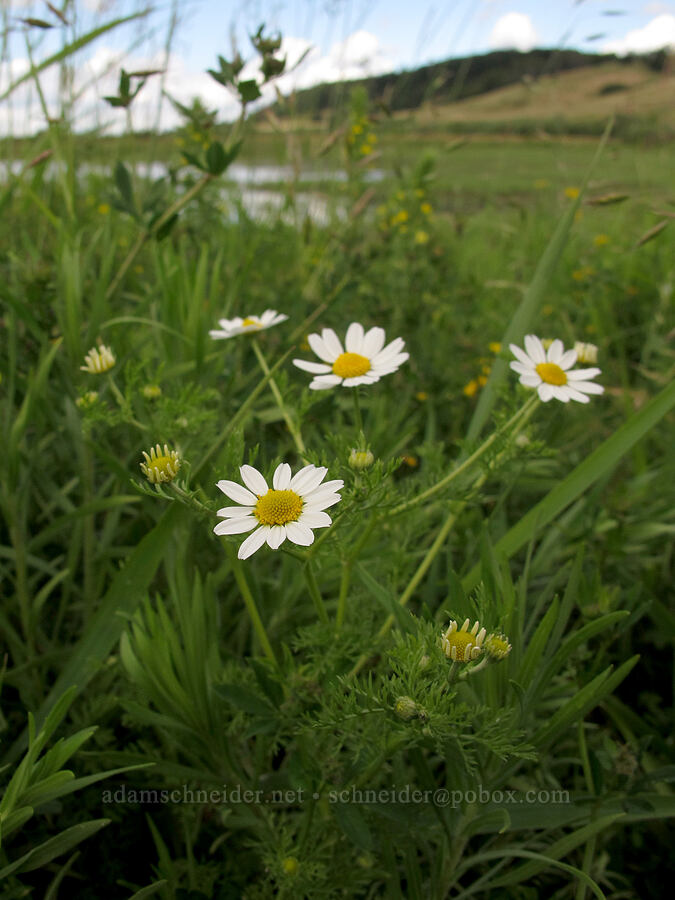 corn chamomile (Anthemis arvensis) [Baskett Slough NWR, Polk County, Oregon]