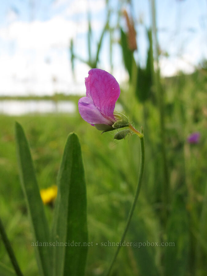 singletary pea (Lathyrus hirsutus) [Baskett Slough NWR, Polk County, Oregon]