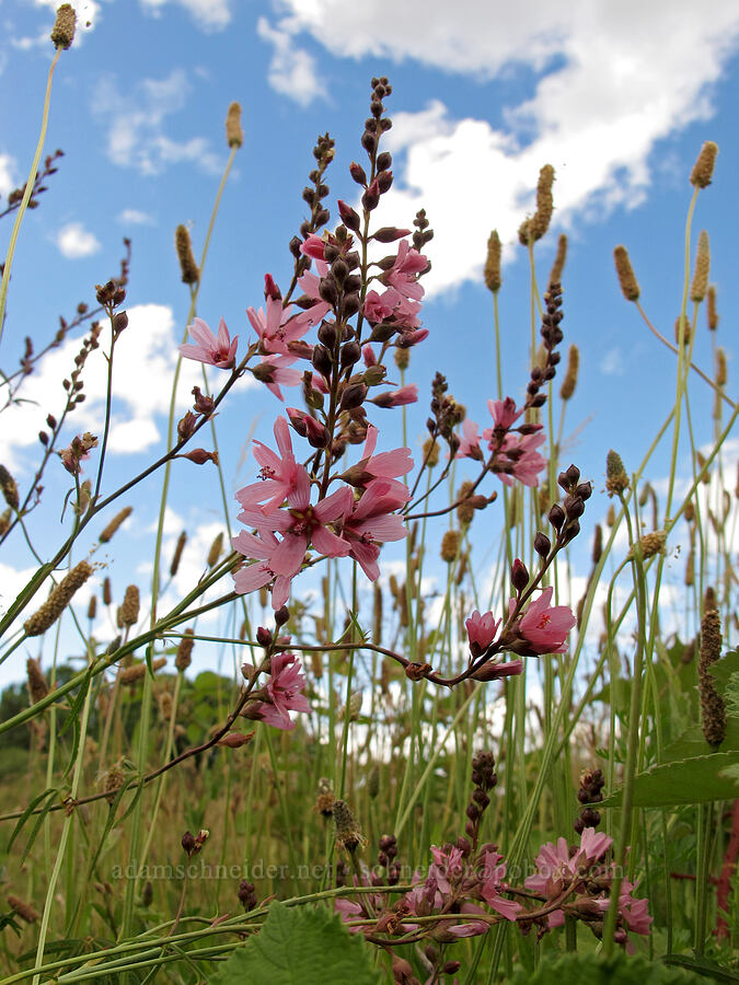 Nelson's checker-mallow (Sidalcea nelsoniana) [Baskett Slough NWR, Polk County, Oregon]