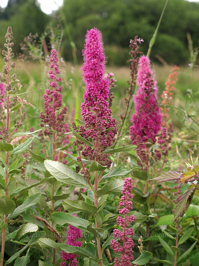 hardhack (Douglas' spirea) (Spiraea douglasii) [Baskett Slough NWR, Polk County, Oregon]