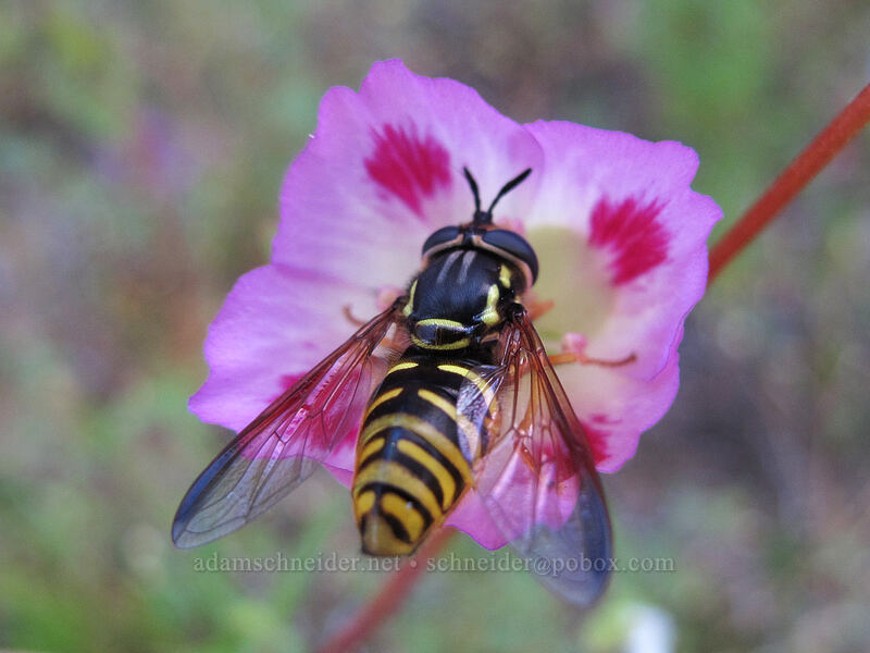 flower fly on clarkia (Chrysotoxum sp., Clarkia amoena) [Grassy Knoll Trail, Gifford Pinchot National Forest, Skamania County, Washington]