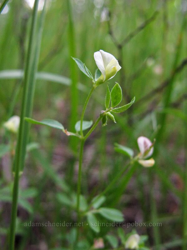 small-flowered deer-vetch (Acmispon parviflorus (Lotus micranthus)) [Grassy Knoll Trail, Gifford Pinchot National Forest, Skamania County, Washington]