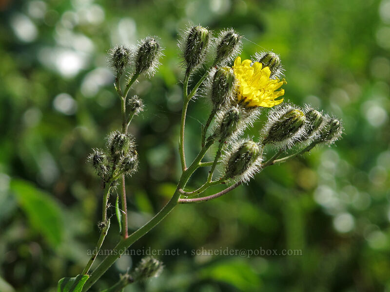 hairy hawkweed (Hieracium scouleri (Pilosella scouleri)) [Grassy Knoll Trail, Gifford Pinchot National Forest, Skamania County, Washington]