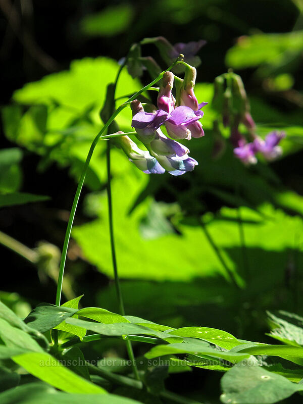 leafy pea (Lathyrus polyphyllus) [Grassy Knoll Trail, Gifford Pinchot National Forest, Skamania County, Washington]