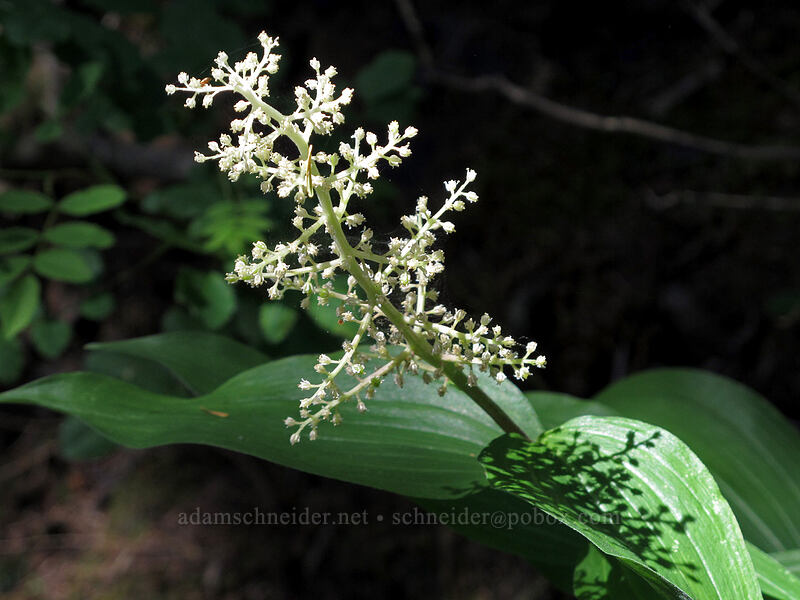 feathery false solomon's-seal (Maianthemum racemosum ssp. amplexicaule (Smilacina racemosa)) [Grassy Knoll Trail, Gifford Pinchot National Forest, Skamania County, Washington]