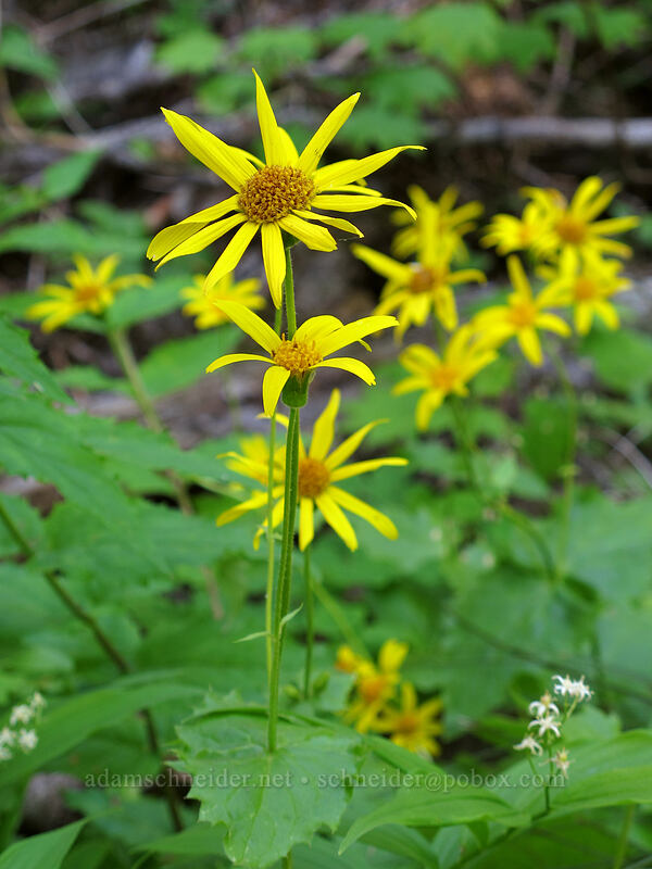 broad-leaf arnica (Arnica latifolia) [Grassy Knoll Trail, Gifford Pinchot National Forest, Skamania County, Washington]