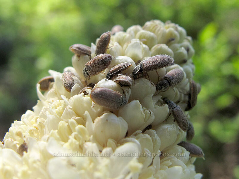 beetles on beargrass (Xerophyllum tenax) [Grassy Knoll Trail, Gifford Pinchot National Forest, Skamania County, Washington]