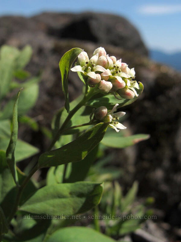 bastard toad-flax (Comandra umbellata) [Grassy Knoll Trail, Gifford Pinchot National Forest, Skamania County, Washington]
