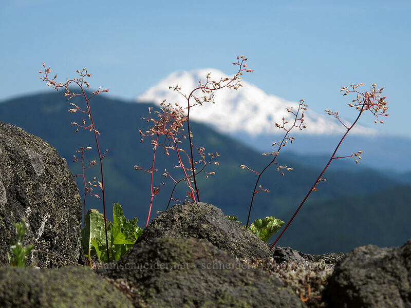alpine alumroot (Heuchera glabra) [Grassy Knoll Trail, Gifford Pinchot National Forest, Skamania County, Washington]