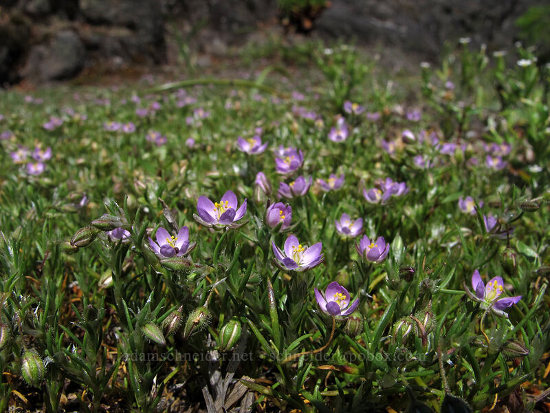 red sand-spurry (Spergularia rubra) [Grassy Knoll Trail, Gifford Pinchot National Forest, Skamania County, Washington]