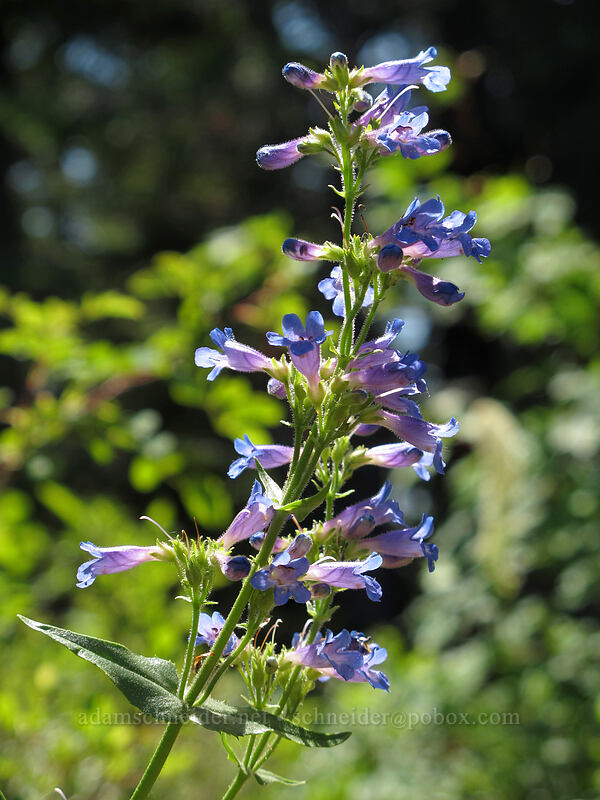fine-tooth penstemon (Penstemon subserratus) [Grassy Knoll Trail, Gifford Pinchot National Forest, Skamania County, Washington]