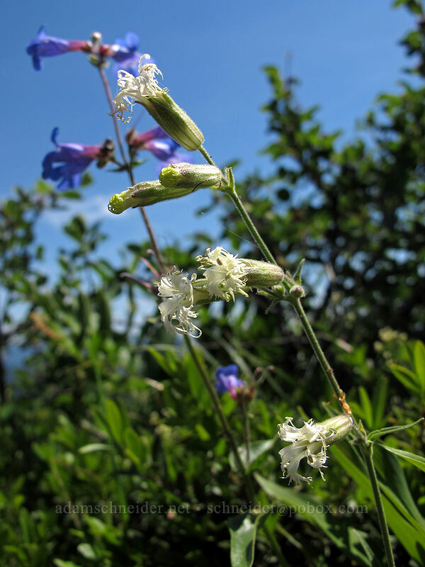 Oregon catchfly (Silene oregana) [Grassy Knoll Trail, Gifford Pinchot National Forest, Skamania County, Washington]