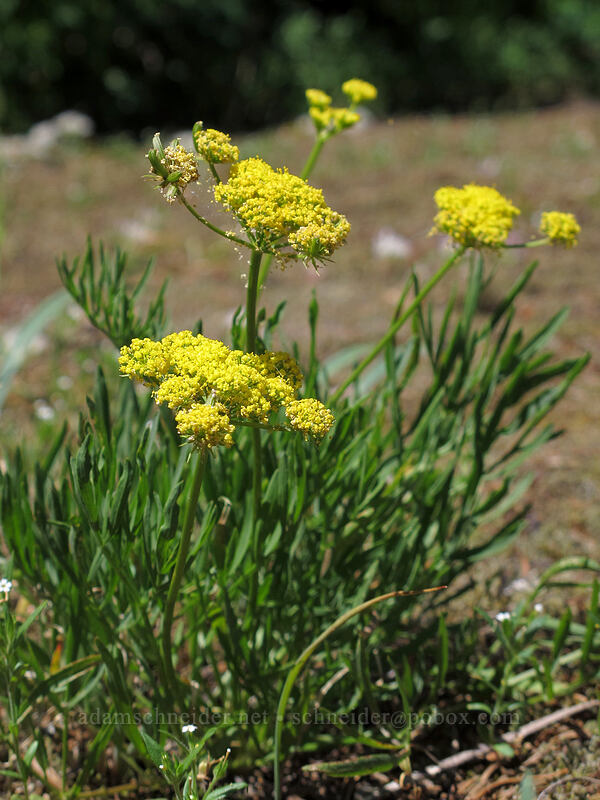 nine-leaf desert parsley (Lomatium triternatum) [Grassy Knoll Trail, Gifford Pinchot National Forest, Skamania County, Washington]