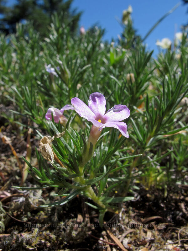 spreading phlox (Phlox diffusa) [Grassy Knoll Trail, Gifford Pinchot National Forest, Skamania County, Washington]