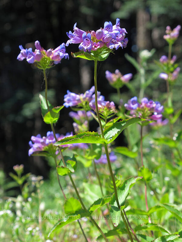 Cascade penstemon (Penstemon serrulatus) [Grassy Knoll Trail, Gifford Pinchot National Forest, Skamania County, Washington]