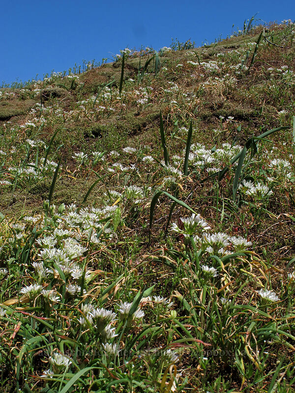 scalloped onion (Olympic onion) (Allium crenulatum) [Grassy Knoll Trail, Gifford Pinchot National Forest, Skamania County, Washington]