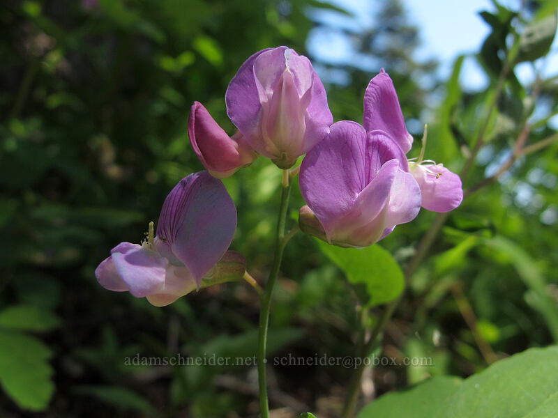 Sierra pea-vine (Lathyrus nevadensis) [Grassy Knoll Trail, Gifford Pinchot National Forest, Skamania County, Washington]