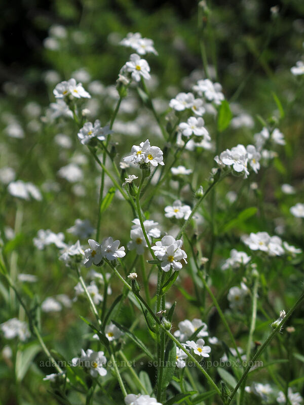 common cryptantha (Cryptantha intermedia) [Grassy Knoll Trail, Gifford Pinchot National Forest, Skamania County, Washington]