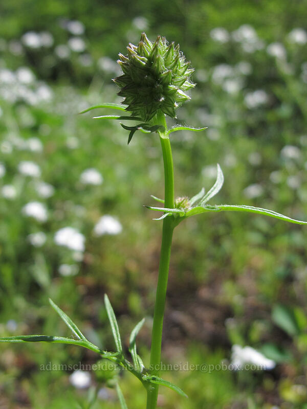 blue-head gilia, budding (Gilia capitata) [Grassy Knoll Trail, Gifford Pinchot National Forest, Skamania County, Washington]