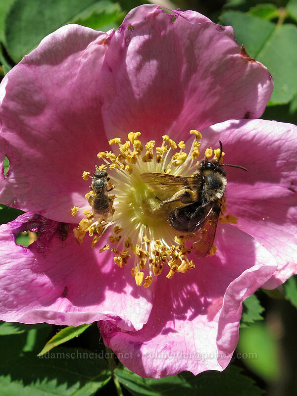 two bees on a Nootka rose (Rosa nutkana) [Grassy Knoll Trail, Gifford Pinchot National Forest, Skamania County, Washington]