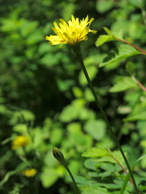 cut-leaf silverpuffs (Microseris laciniata (Scorzonella laciniata)) [Grassy Knoll Trail, Gifford Pinchot National Forest, Skamania County, Washington]