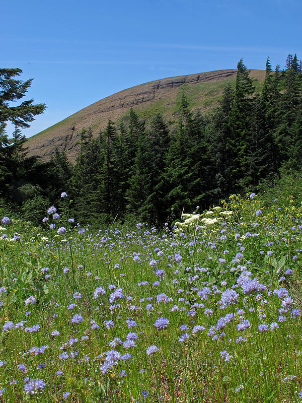 heart-leaf buckwheat & blue-head gilia (Eriogonum compositum, Gilia capitata) [Grassy Knoll Trail, Gifford Pinchot National Forest, Skamania County, Washington]