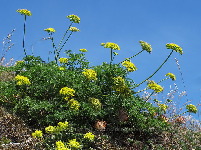 aromatic spring-parsley (Cymopterus terebinthinus var. foeniculaceus (Cymopterus foeniculaceus)) [Grassy Knoll, Gifford Pinchot National Forest, Skamania County, Washington]