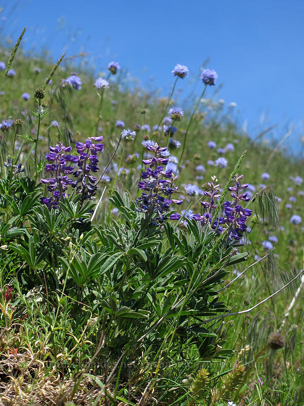 lupines & gilia (Lupinus arbustus, Gilia capitata) [Grassy Knoll, Gifford Pinchot National Forest, Skamania County, Washington]
