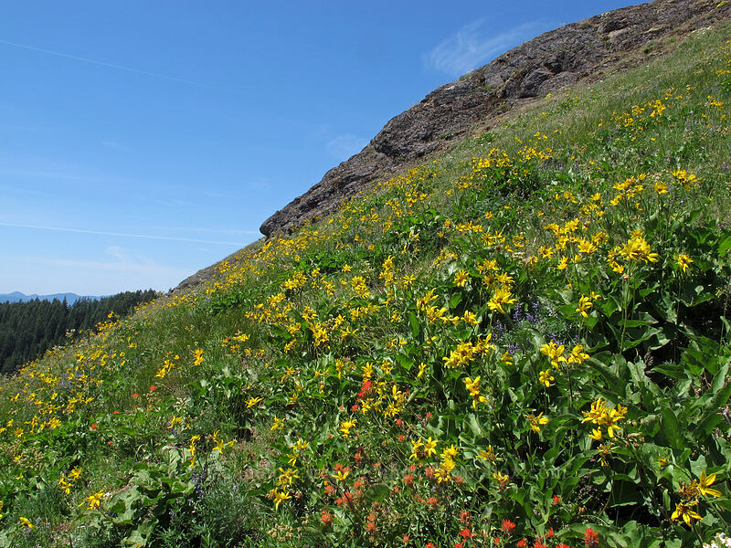 balsamroot (Balsamorhiza careyana) [Grassy Knoll, Gifford Pinchot National Forest, Skamania County, Washington]