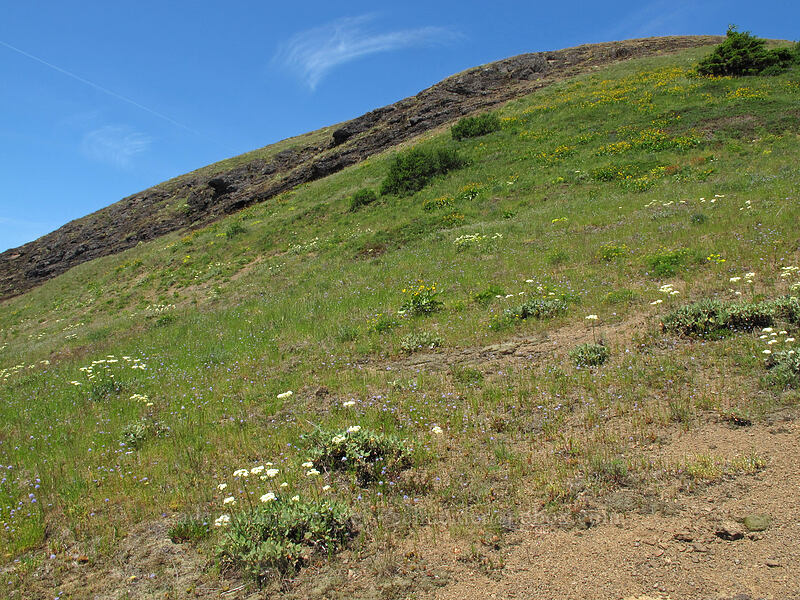 Grassy Knoll [Grassy Knoll, Gifford Pinchot National Forest, Skamania County, Washington]