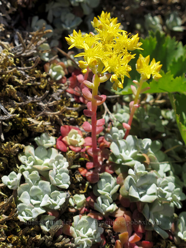 broad-leaf stonecrop (Sedum spathulifolium) [Grassy Knoll, Gifford Pinchot National Forest, Skamania County, Washington]
