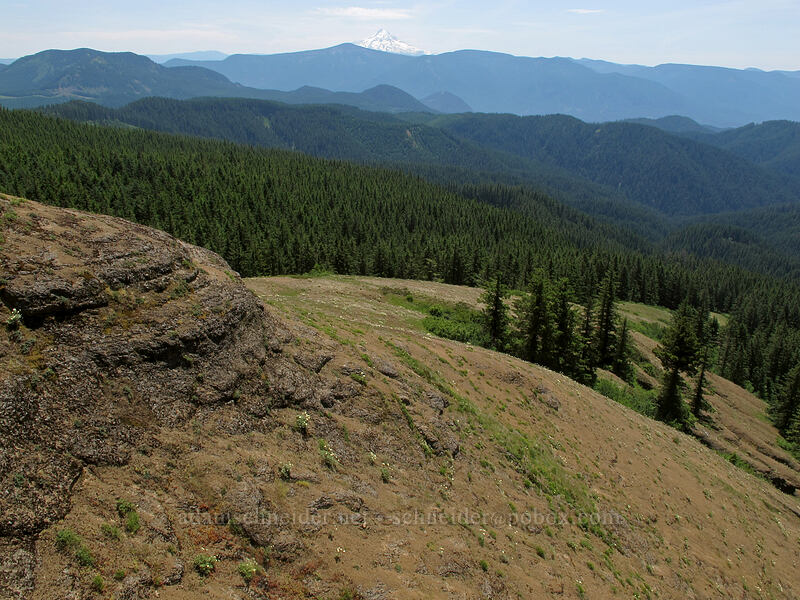 Grassy Knoll's south ridge & Mt. Hood [Grassy Knoll, Gifford Pinchot National Forest, Skamania County, Washington]