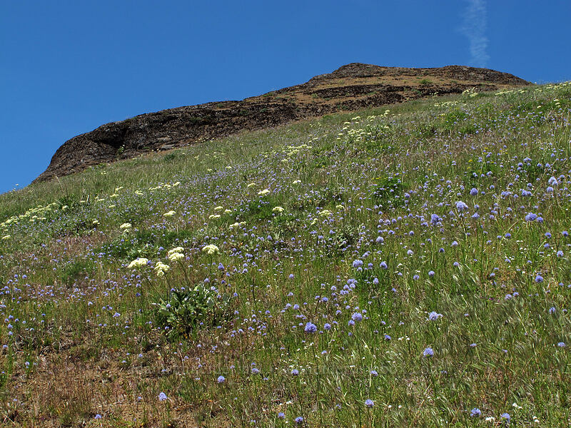 heart-leaf buckwheat & blue-head gilia (Eriogonum compositum, Gilia capitata) [Grassy Knoll, Gifford Pinchot National Forest, Skamania County, Washington]