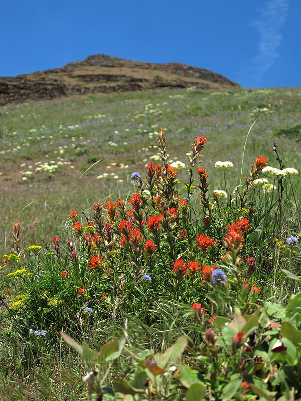 paintbrush & buckwheat (Castilleja hispida, Eriogonum compositum) [Grassy Knoll, Gifford Pinchot National Forest, Skamania County, Washington]
