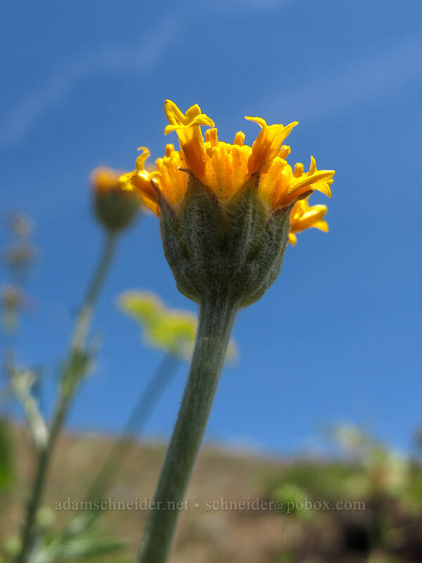 Oregon sunshine, rayless/discoid (Eriophyllum lanatum) [Grassy Knoll, Gifford Pinchot National Forest, Skamania County, Washington]