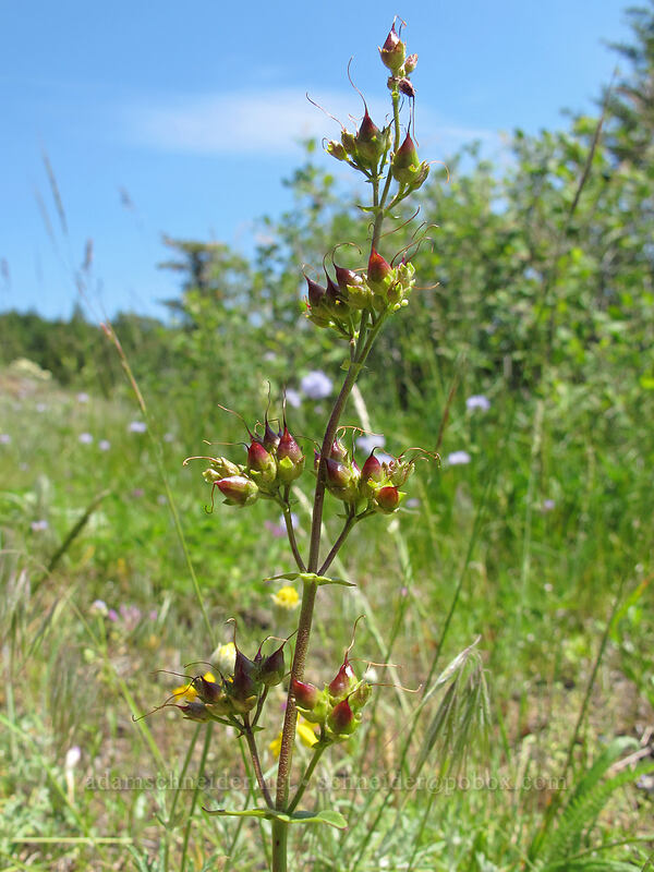 fine-tooth penstemon seeds (Penstemon subserratus) [Grassy Knoll, Gifford Pinchot National Forest, Skamania County, Washington]