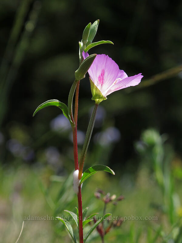 farewell-to-spring (Clarkia amoena) [Grassy Knoll, Gifford Pinchot National Forest, Skamania County, Washington]