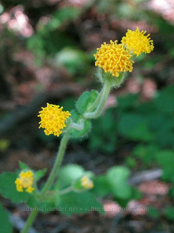 rayless arnica (Arnica discoidea) [Forest Road 68, Gifford Pinchot National Forest, Skamania County, Washington]