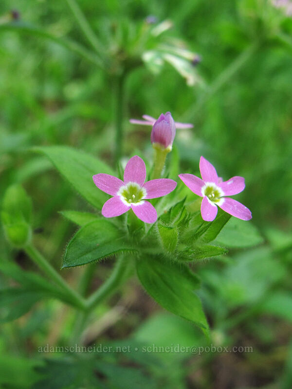 variable-leaf collomia (Collomia heterophylla) [Forest Road 68, Gifford Pinchot National Forest, Skamania County, Washington]