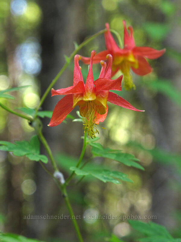 crimson columbine (Aquilegia formosa) [Forest Road 68, Gifford Pinchot National Forest, Skamania County, Washington]